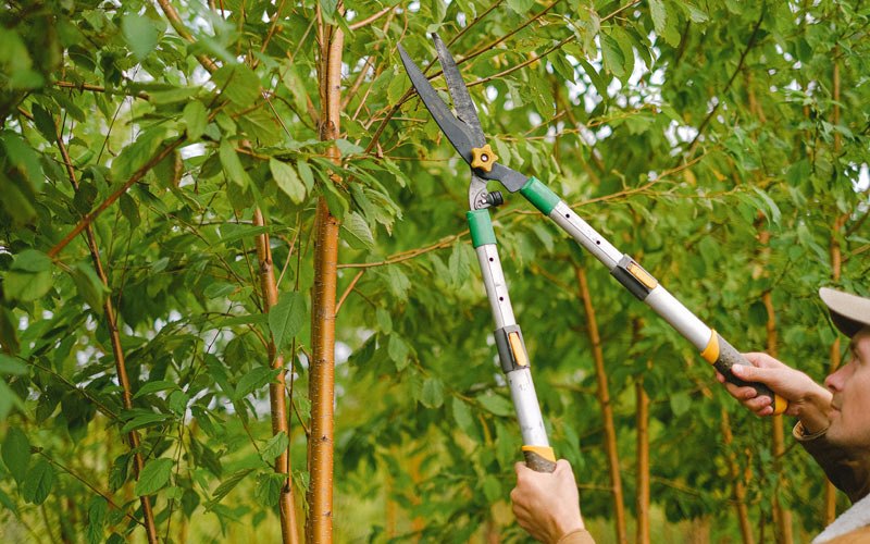 Tree trimming in Orosi, CA
