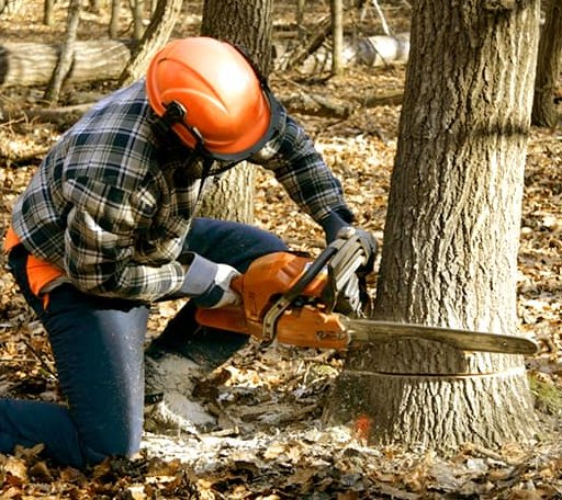 Tree Removal in Orosi, CA